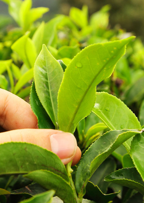 Tea & Sustainability