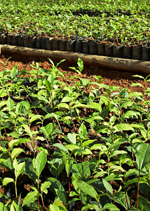 Sustainable Tea Farming v2